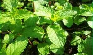 basil