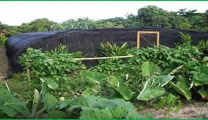 green house