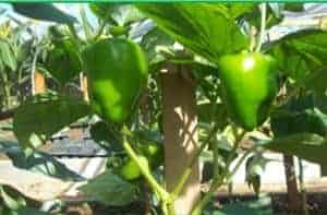 Sweet Pepper