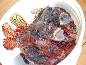 Belize Scuba Diving cleans up invasive lionfish