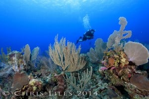 Hamanasi Guest Brian diving along the top of the coral reef at Turneffe Atoll.