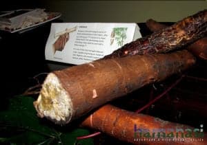 Cassava is a great gluten-free substitute.