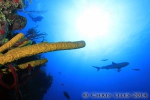 scuba diving belize Half Moon Caye Lighthouse Atoll Hamanasi