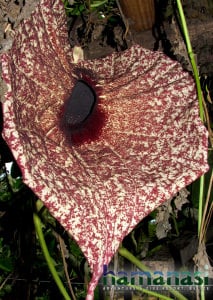 flowers of Belize and Hamanasi