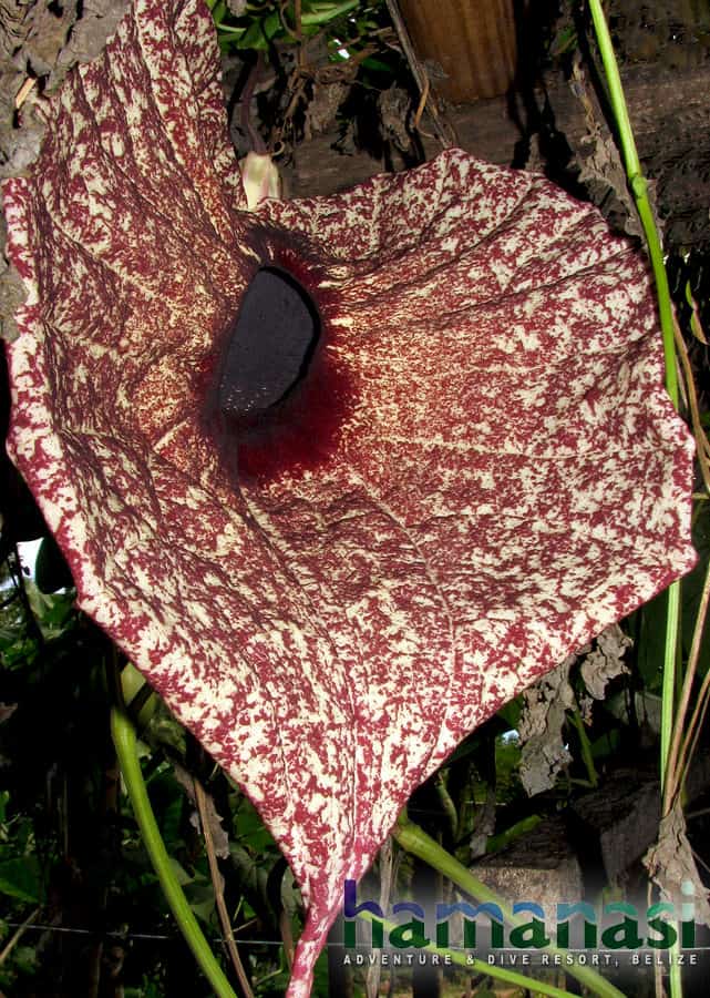 Flowers of Belize: Flor de Pato Duck Flower