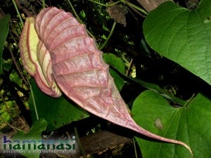 Belize flowers