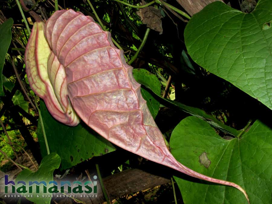 Flowers of Belize: Flor de Pato Duck Flower