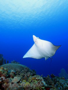 Scuba diving Belize barrier reef spotted eagle ray