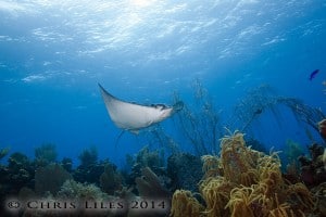 Scuba diving Belize Lighthouse Reef Atoll the Aquarium dive site