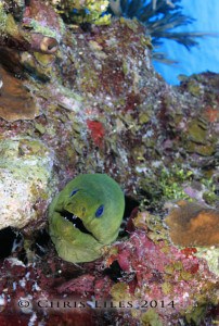 Belize scuba diving Barrier Reef moray eel