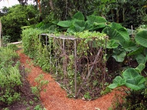 organic sustainable garden at Hamanasi