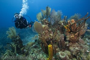 Belize Barrier Reef diving Turneffe Atoll Coral 