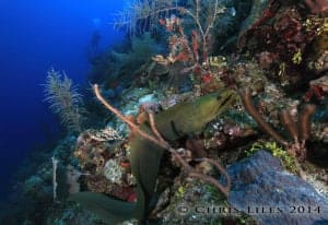 Diving Belize Turneffe Atoll The Elbow Moray Eel