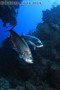 Scuba diving Belize Half Moon Caye Lighthouse Reef Atoll