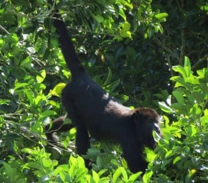 Black Howler Monkey (Female) (1)