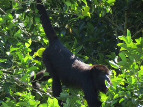 belize river tour