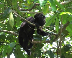 Black Howler Monkey (Juvenile)