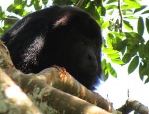 Black Howler Monkey (Male) (2)