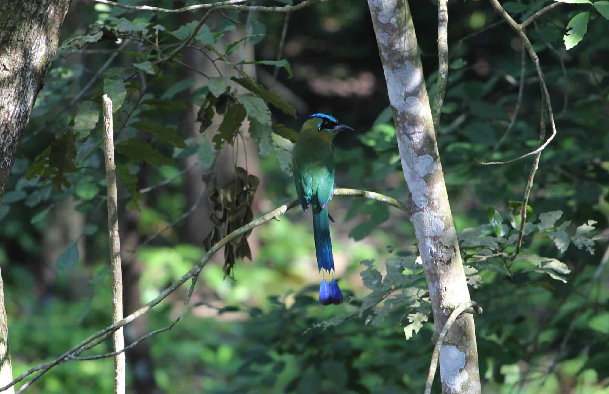 birding tours in belize