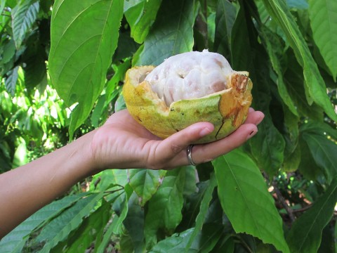 Close up of Cacao Fruit on Belize organic cacao farm