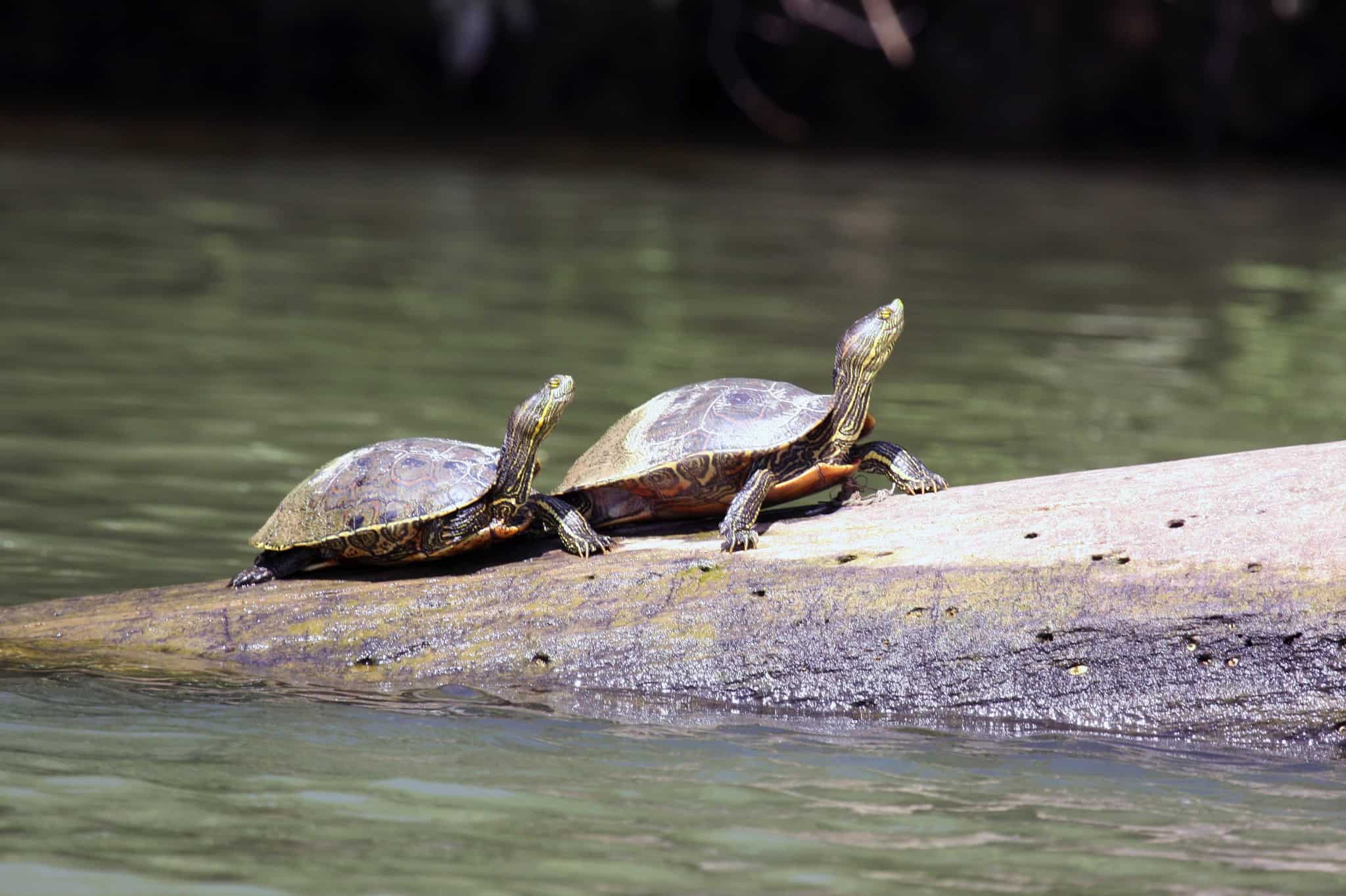 belize river tour