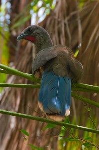 Juvenile Chachalaca