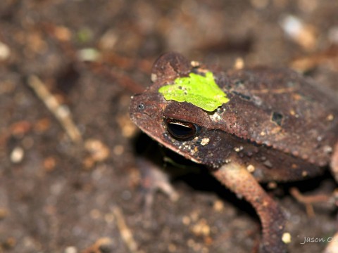 frog in jungle in Belize