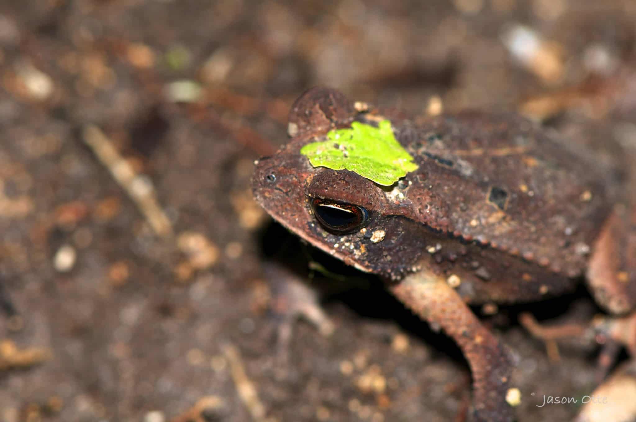 frog in jungle in Belize