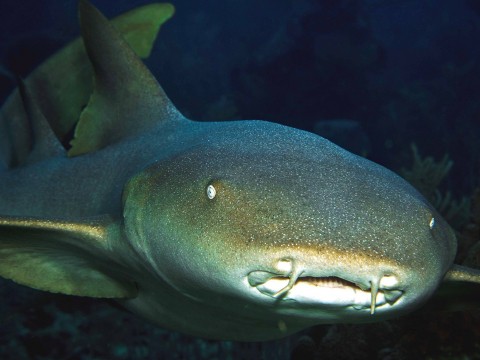 A curious nurse shark on the Belize barrier reef