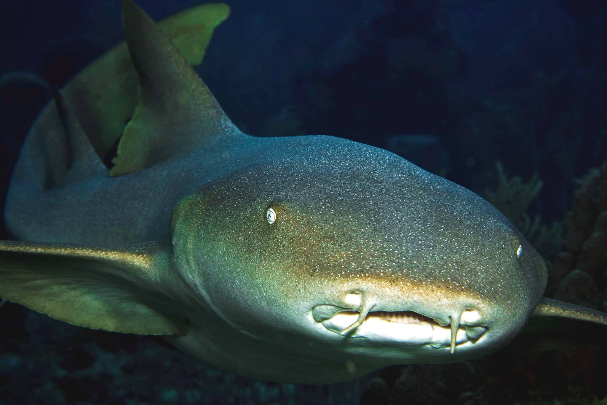 A curious nurse shark on the Belize barrier reef