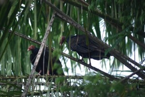 Turkey Vultures