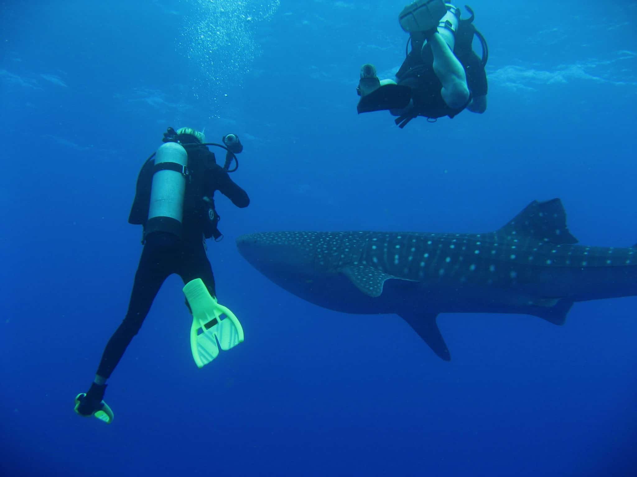 Whale shark close!