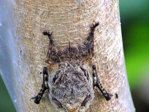 wildlife tours belize