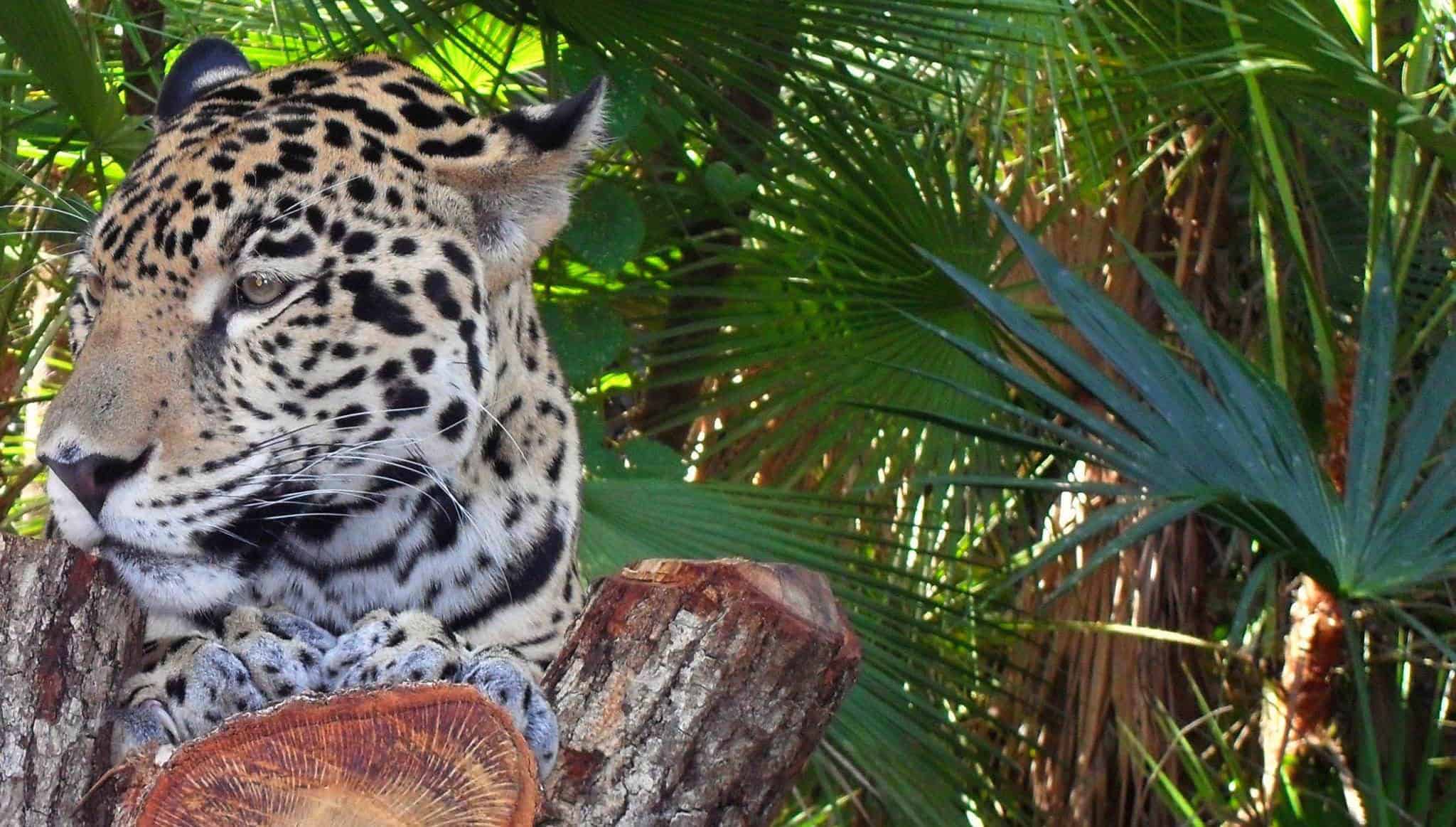 wildlife tour belize