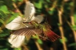 hummingbird in action