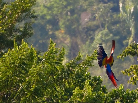 Flying Macaw near Red Bank Belize