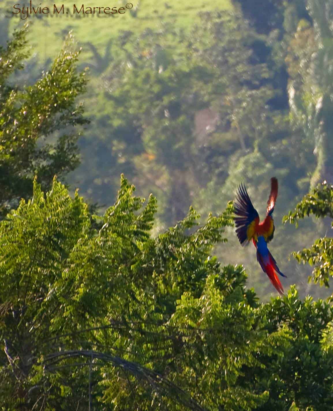 Flying Macaw near Red Bank Belize