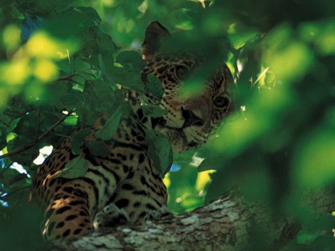 Jaguar in Tree in Belize park