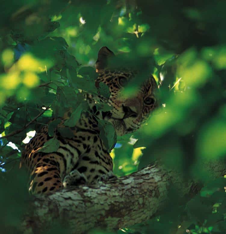 Jaguar in Tree in Belize park