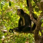 Spider monkey in jungle in Belize seen with Hamanasi resort tour