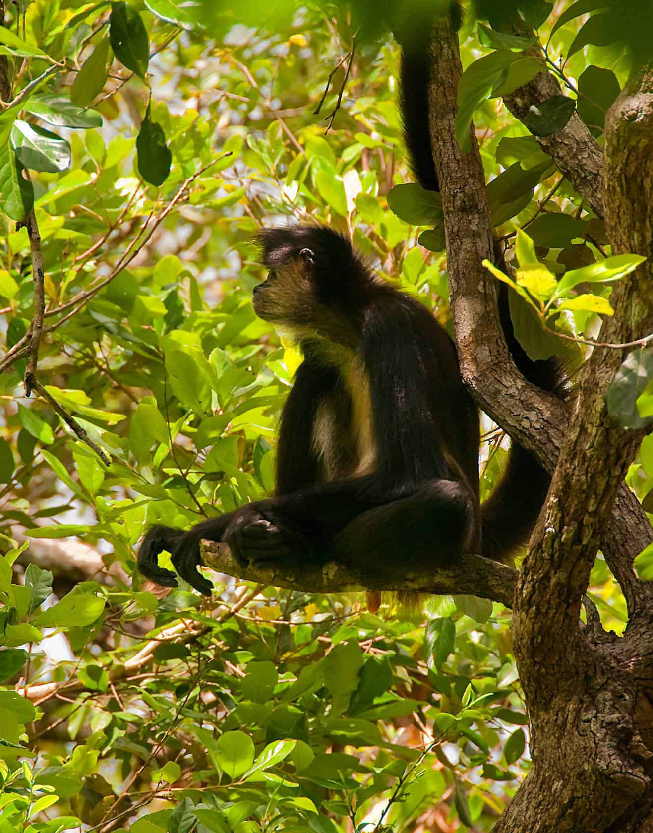 Spider monkey in jungle in Belize seen with Hamanasi resort tour