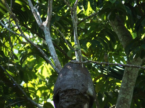 large termite's nest in jungle in Belize
