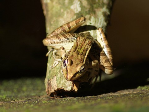 close up of tree frog in Belize