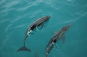 what a pair dolphins