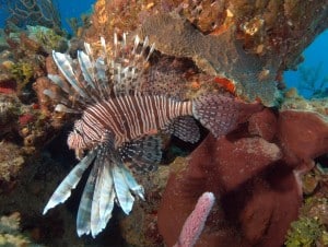 Lion-Fish-in-full-splendor-2