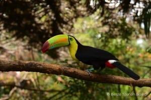 BelizeZoo-Keel-BilledToucan(74) - Copy