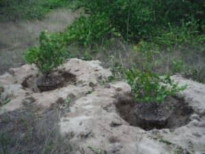 Preparing the soil for coco plum bushes.