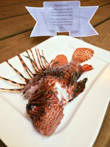 5000th lionfish
