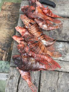 Lionfish 1