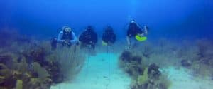 guys and lionfish